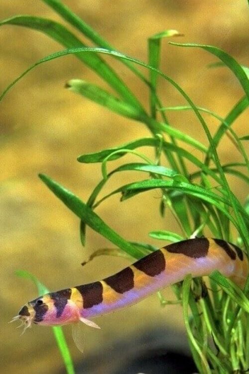 6 Striped Kuhli Loaches Live Freshwater Aquarium Fish Enigmatic Bottom-Dweller!
