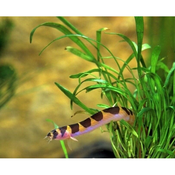 6 Striped Kuhli Loaches Live Freshwater Aquarium Fish Enigmatic Bottom-Dweller!