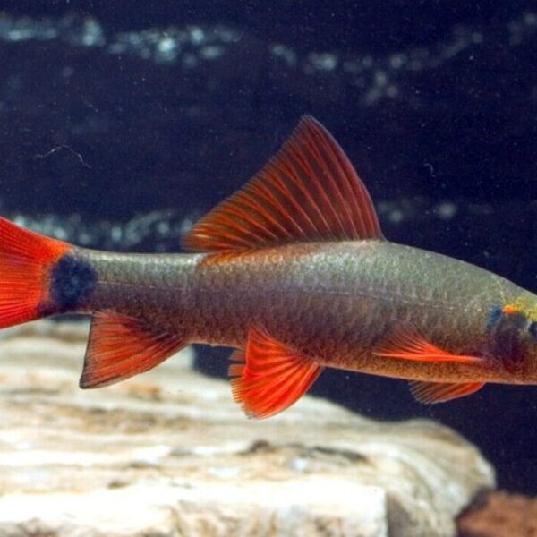 2 Pack RAINBOWSHARK 1.5" (Epalzeorhynchos frenatus) Beautiful Live Fish