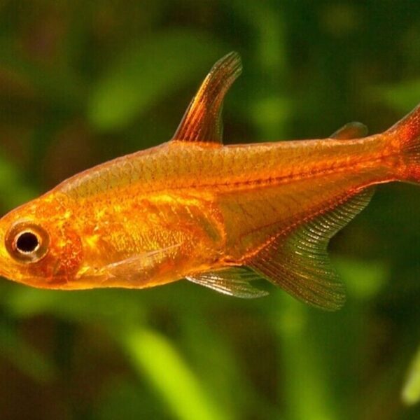 (12) Fire Ember Tetra - Ignite Your Aquarium with Fiery Beauty!🐟 Live Nano Fish