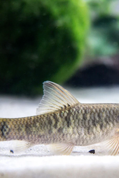 🩺 3 pack – Doctor’s Loach – Garra Rufa Freshwater Live Fish FAST SHIP