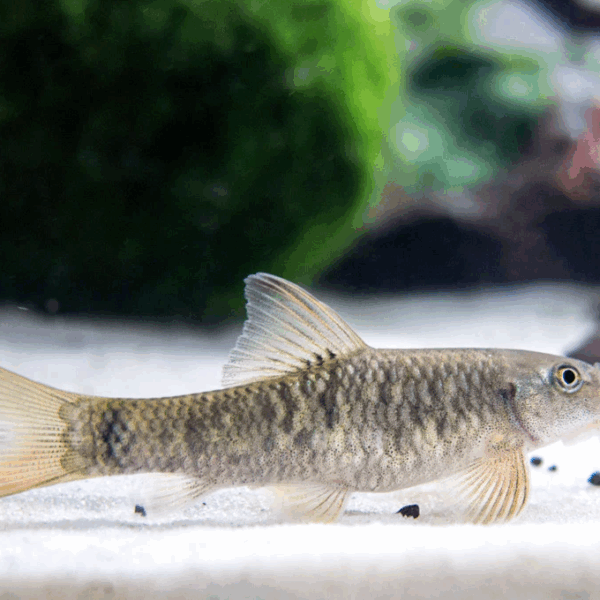 🩺 3 pack - Doctor's Loach - Garra Rufa Freshwater Live Fish FAST SHIP