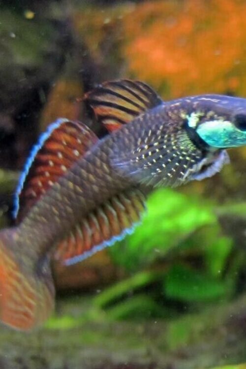2 RARE Rainbow Stiphodon Goby Live Tropical Fish Limited Stock Fast Ship Nano