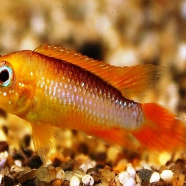 1 Pair Apistogramma Agasizzi Orange Fire M/L Live Tropical Aquarium Fish