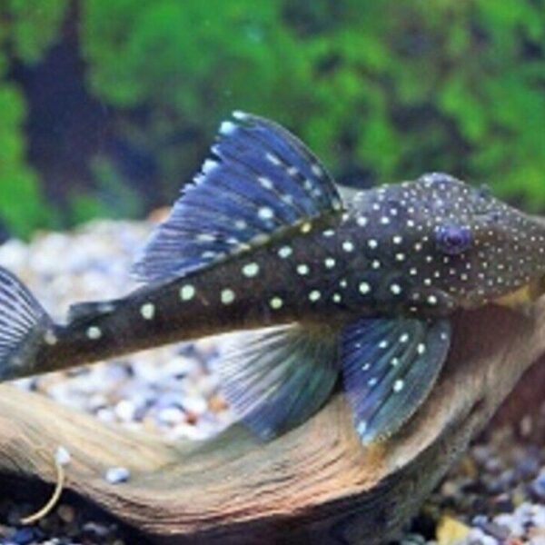 L128 Blue Phantom Pleco 3.5-4" Wild Caught - Live Fish Fast Shipping Collectible