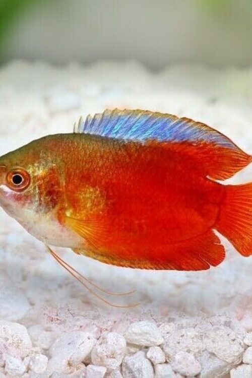 Blood Red Dwarf Gourami Male Fish live Fish Freshwater