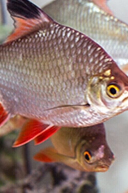 3 Tinfoil Barb Red Tail 1.5″ Live Aquarium Fish Community tank FAST SHIP