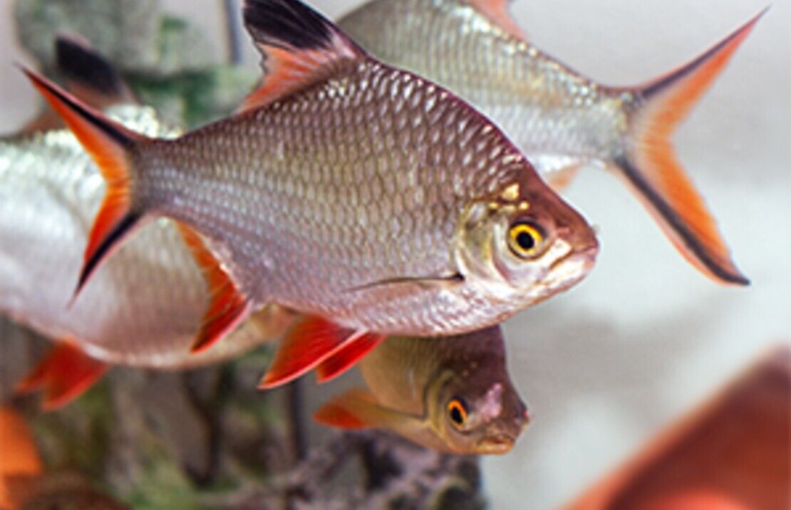 3 Tinfoil Barb Red Tail 1.5" Live Aquarium Fish Community tank FAST SHIP