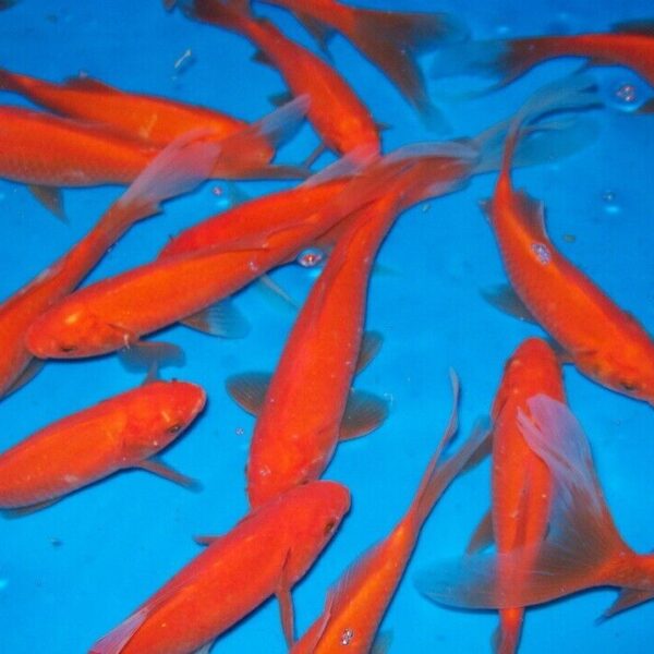 12 Comets Goldfish 2-3" for aquarium or koi pond FAST SHIP
