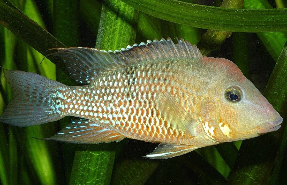 57_c9dc7bee-4a3d-4864-a329-ab69981c2591.jpg 2 Geophagus Red Hump Cichlids 1.5 - 2" - Freshwater Live Fish FAST SHIP - Image 1