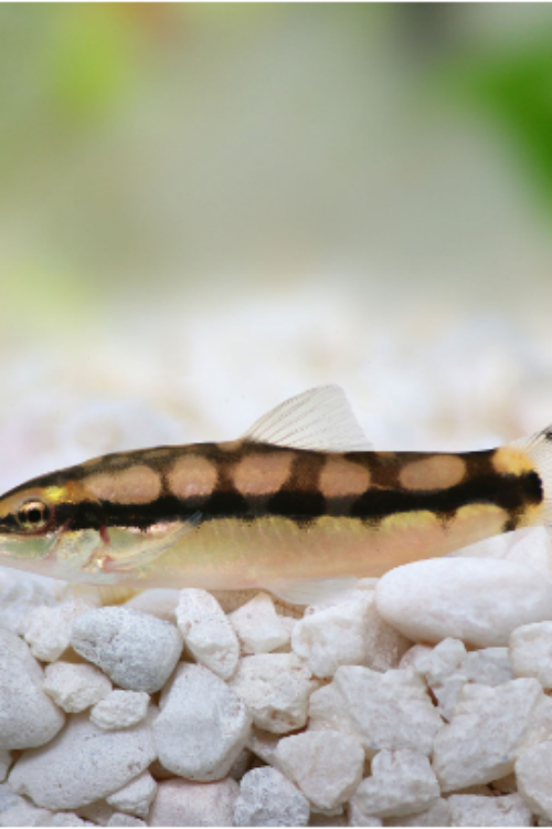 🔗 Dwarf Chain Loach Small (Ambastaia sidthimunki) – Lively, Social & Excellent Snail-Control Loach