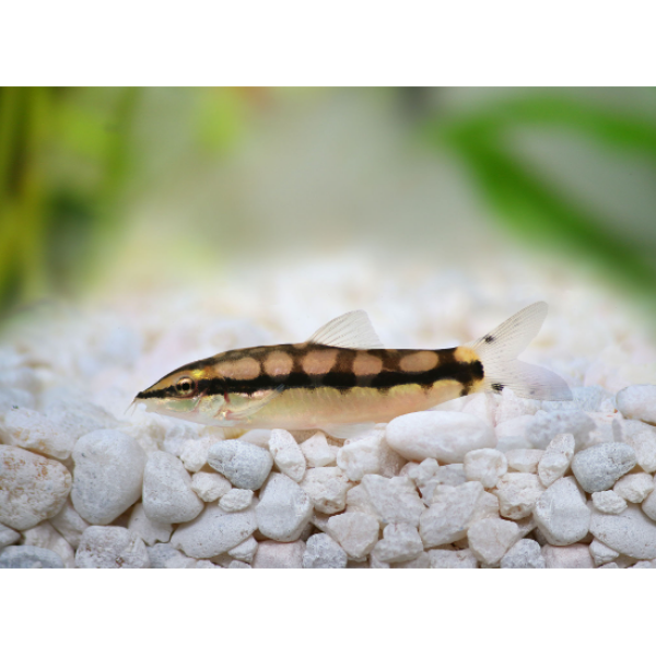 🔗 Dwarf Chain Loach Small (Ambastaia sidthimunki) – Lively, Social & Excellent Snail-Control Loach