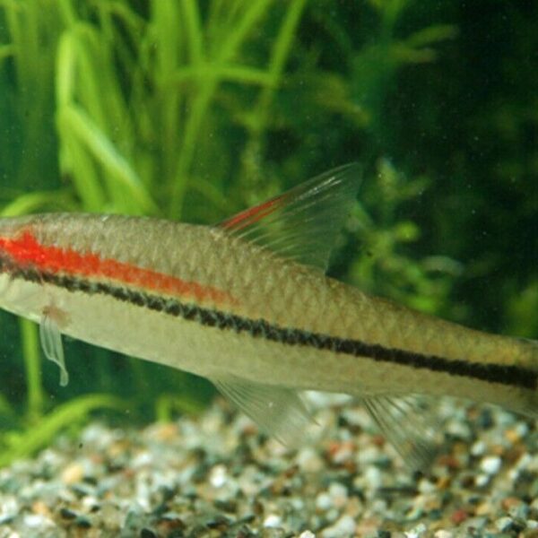 3x Roseline - Denisonii Barb - Sahyadria denisonii - Live Fish (2"+)