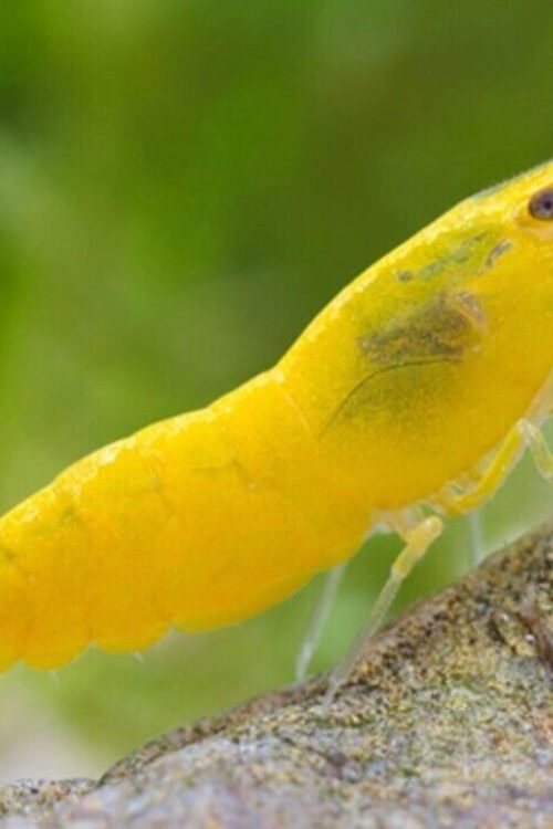 4 Yellow Fire Shrimp Neocardinia Davidi Yellow Live Freshwater Fish fun Addition