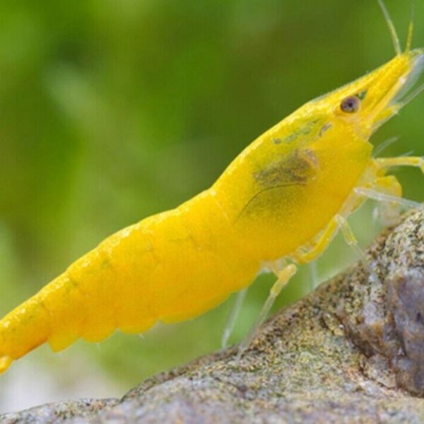 4 Yellow Fire Shrimp Neocardinia Davidi Yellow Live Freshwater Fish fun Addition