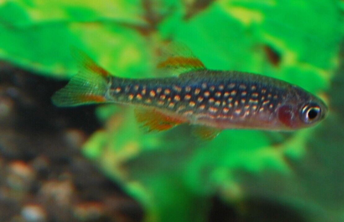 🌟5x Celestial Pearl Danio (Galaxy Rasbora) Small Cosmic Charms Abound Live Fish