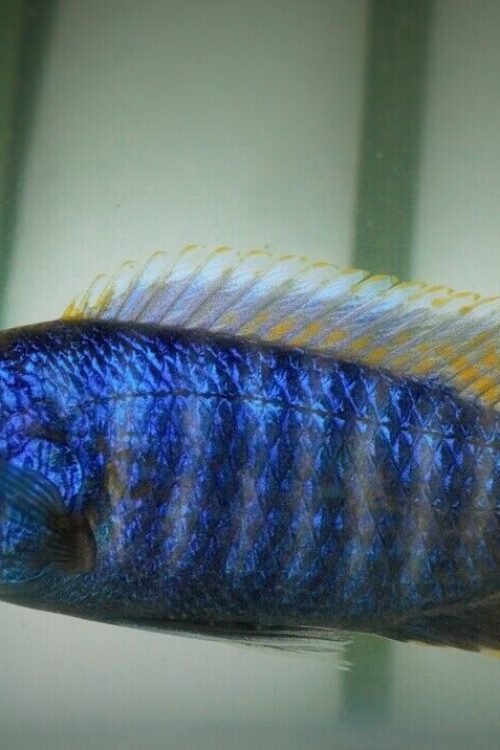 Electric Blue Ahli Cichlid 3.5″ Healthy Malawi Cichlid Live Fish African Cichlid