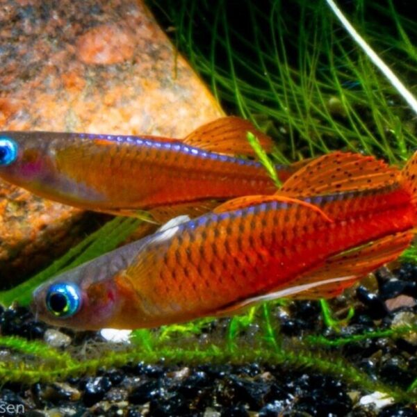 2 PACK Red Neon Blue Eye Males only - Rainbowfish live Fish Pseudomugil Luminatus Aquarium