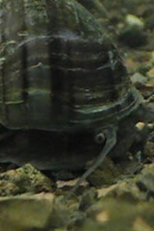 3 Black Mystery Snails (3-Pack Small) Live Freshwater Algae Eaters Tank Cleaners