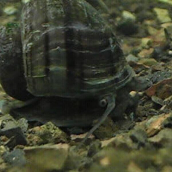 3 Black Mystery Snails (3-Pack Med) Live Freshwater Algae Eaters Tank Cleaners