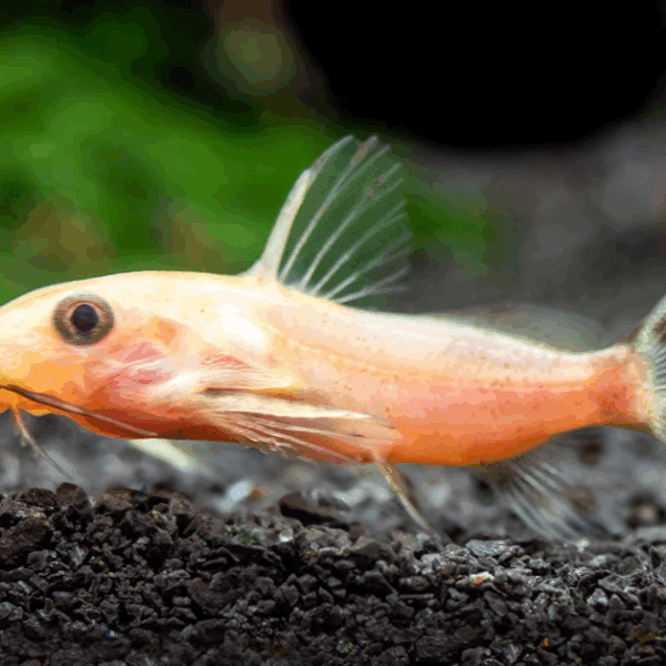 2 Synodontis Nigrita Gold 1.5" Catfish Size Small Graceful Elegance Below! 🌿