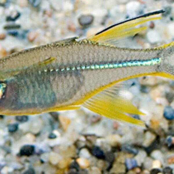 4 PACK Celebes Rainbow Live Fish M Freshwater Aquarium Telmatherina Ladigasi