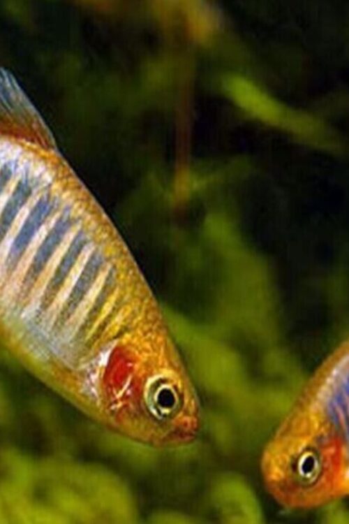 8x Live Emerald Dwarf Danio Rasbora – Stunning Aquatic Charm! Tropical Fish