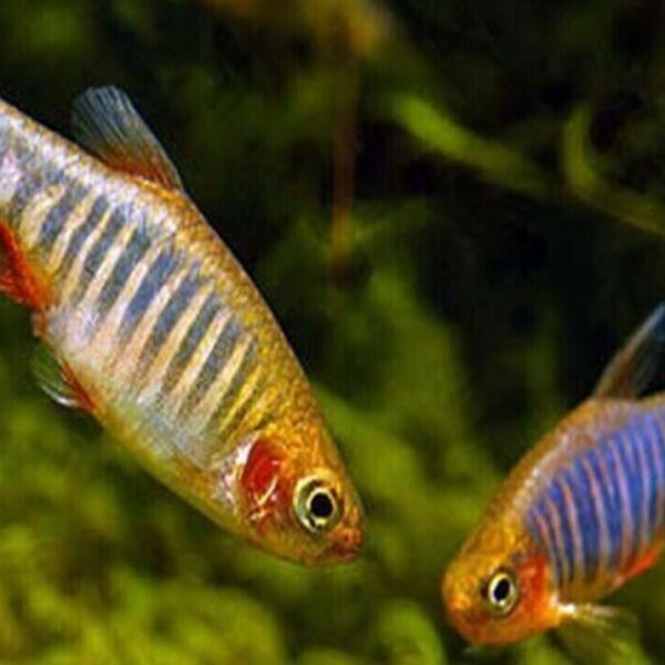 8x Live Emerald Dwarf Danio Rasbora - Stunning Aquatic Charm! Tropical Fish