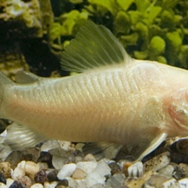 Albino Cory (6 PACK)- Albino Corydora Catfish - Live Fish (SM) Aquarium Fish