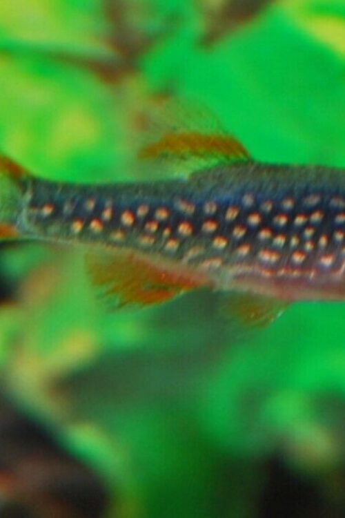 🌟5x Celestial Pearl Danio (Galaxy Rasbora) Cosmic Charms Abound ✨Live Fish