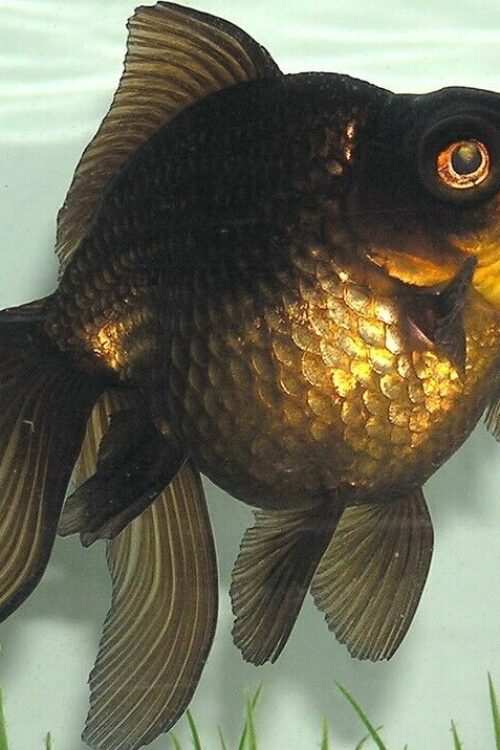 3 Black Moor Goldfish 2-2.5″ for aquarium or koi pond FAST SHIP