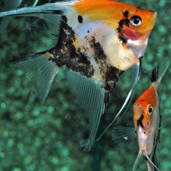 3 Pack Koi Angel Quarter+ Size Body Healthy Live Angel Fish tropical aquarium