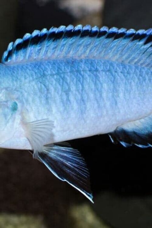 Blue Socolofi Cichlid 3.75″ Healthy Malawi Cichlid Live Fish African Cichlid