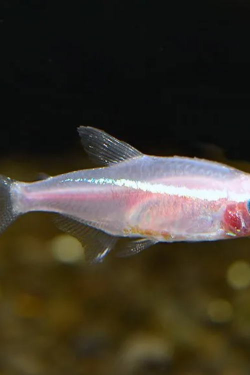 6 Gold Neon Tetra (Small-Medium size) Mesmerizing Vibrant Live Fish for your