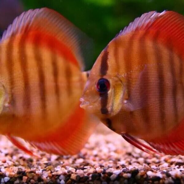Rose Red Discus Fish 2.5" Healthy Live Angel Fish tropical aquarium