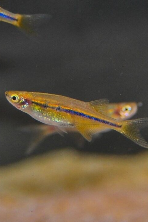 6 Dadio Danio Orange Hatchet – Stunning Aquatic Charm! Tropical Fish