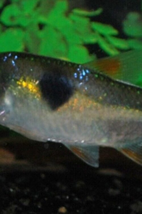 3 Exodon Bucktooth Tetra RARE Awesome Live fish in schools and species only tank