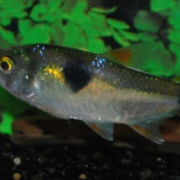 3 Exodon Bucktooth Tetra RARE Awesome Live fish in schools and species only tank