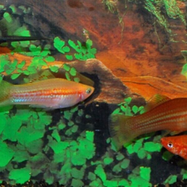5 FANCY Swordtail Fish Active Healthy Fish Mixed Colors & Genders