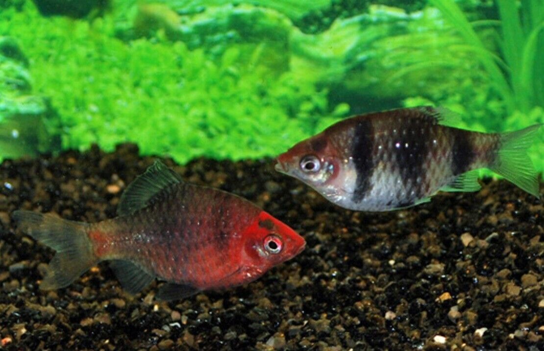 Medium Black Ruby Barbs Live Aquarium Fish Community tank schooling live fish