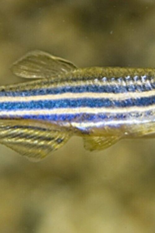 🐟12x Zebra Danio – Aquatic Elegance Unleashed! 🐟 FAST SHIP LIVE FISH