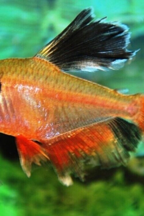 6 Long Fin Serpae Tetra LIVE FISH Healthy Community Aquarium Tropical FIsh