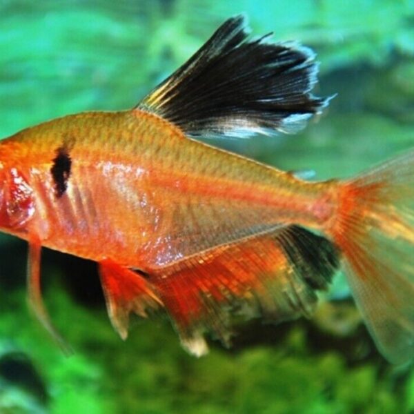 6 Long Fin Serpae Tetra LIVE FISH Healthy Community Aquarium Tropical FIsh