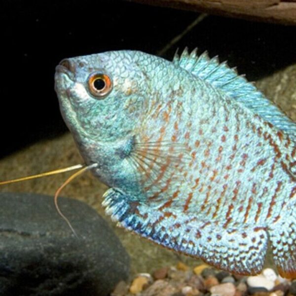🐠 2 MALE Blue Cobalt Dwarf Gourami SMALL - Exquisite Beauty FAST SHIP