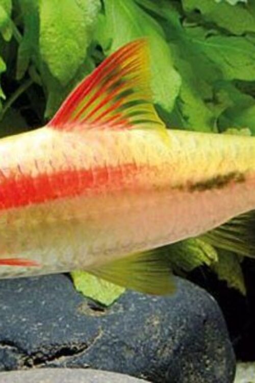Gold Roseline – Denisonii Barb