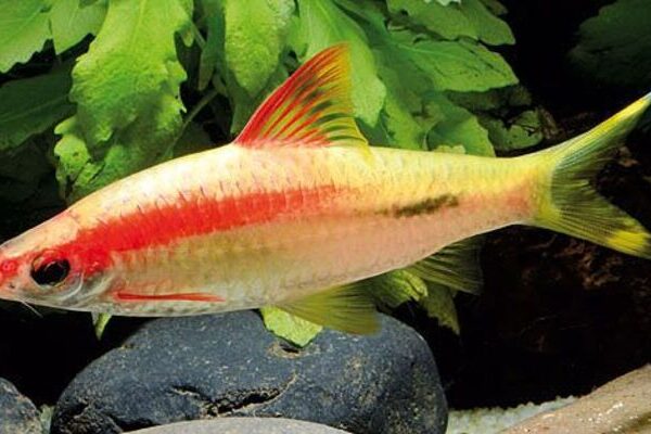 Gold Roseline - Denisonii Barb