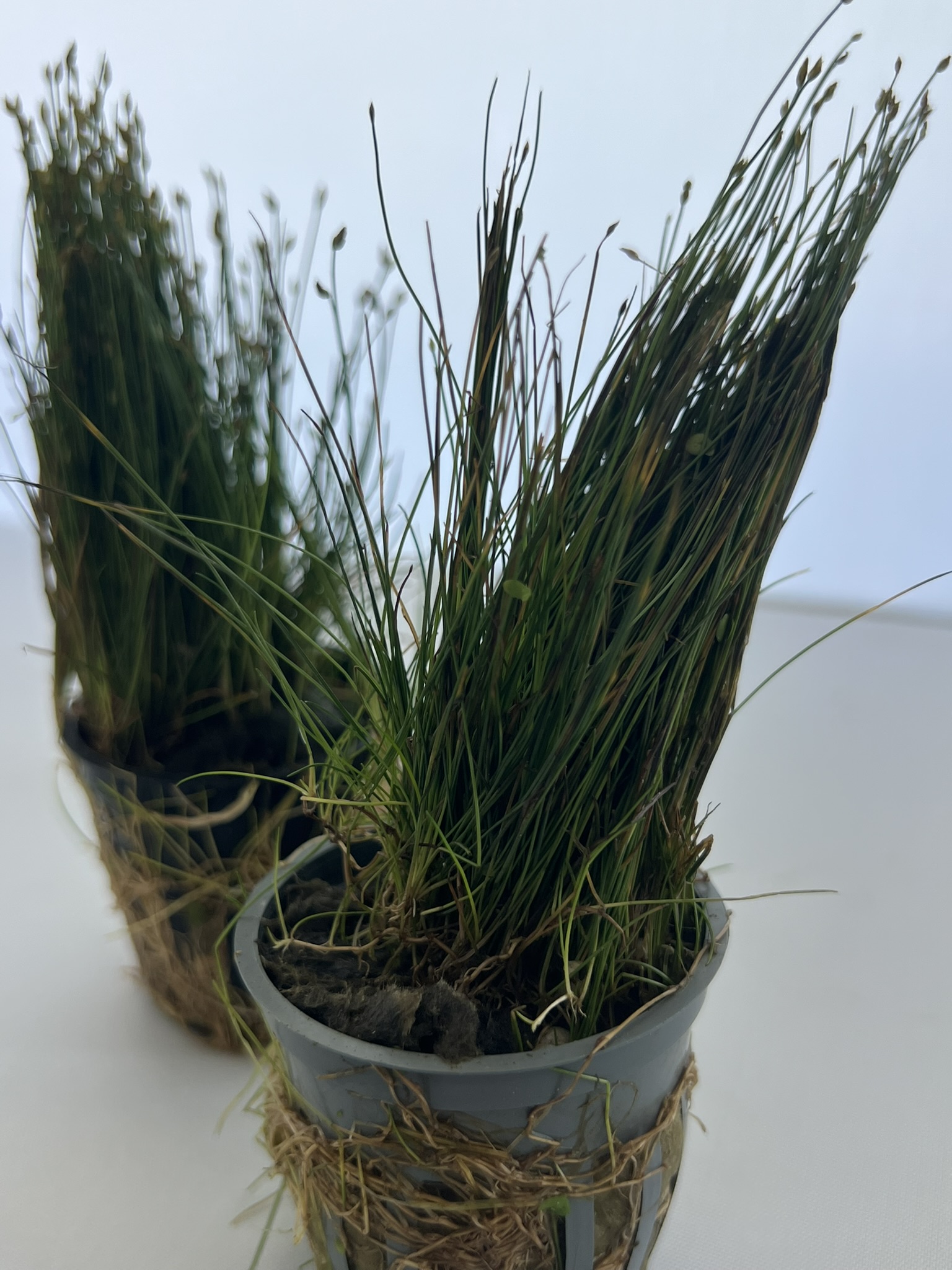 IMG_3886.jpeg 3 Potted Dwarf Hairgrass Live Aquarium Plant, Foreground Grass for Aquascaping, Easy Carpeting Plant, Gift for Planted Tank Lover - Image 1