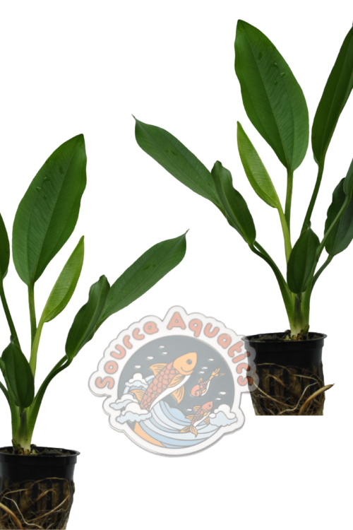 2 Healthy Radican Swords approx. 8 – 9″ Tall Live Aquarium Plants