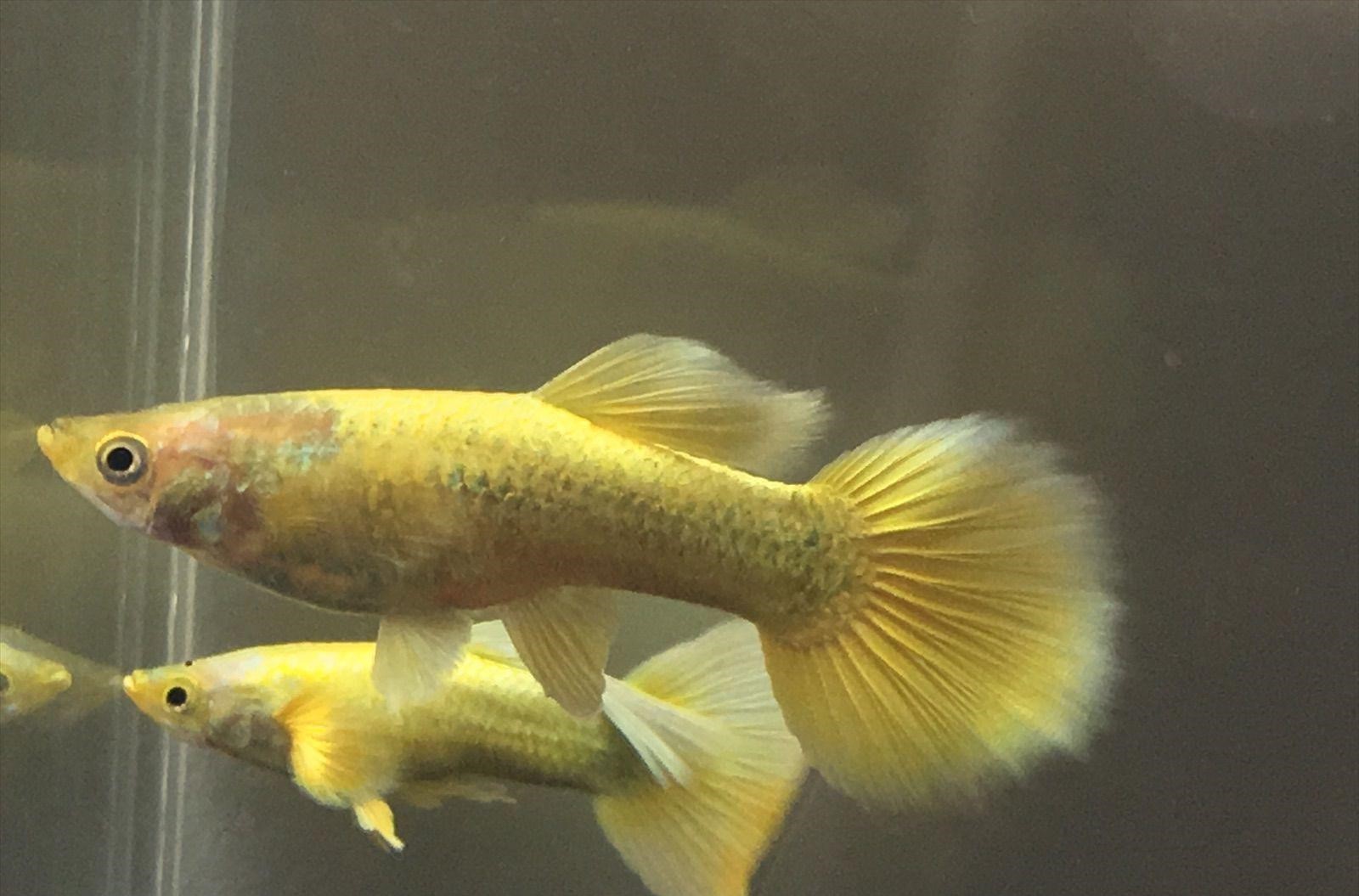 lcemmj4qey691 5x Male Luminous Gold Guppies - A burst of color! - Image 1