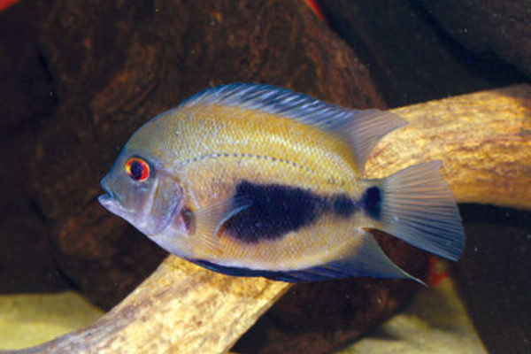 Uaru Cichlid Live Fish 1.5" - 2" Uaru Amphiacanthoides Live Fish Aquarium